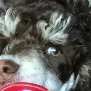 Meet your Posher, Monique